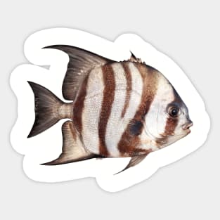 Angel Fish Sticker